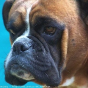 Photo de Boxer