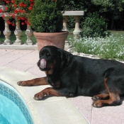 Photo de Rottweiler