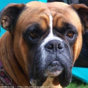 Photo de Boxer