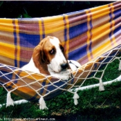 Photo de Basset hound