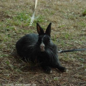 Photo de Lapin