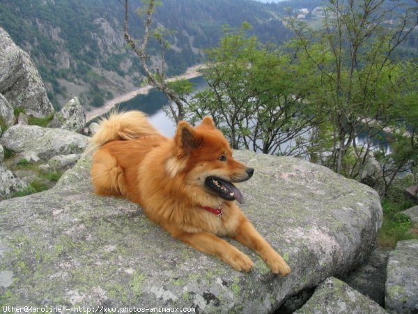 Photo d'Eurasier