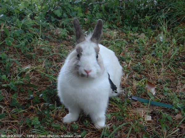 Photo de Lapin