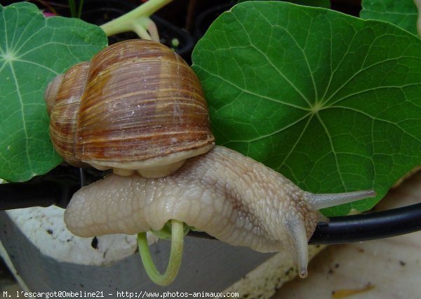 Photo d'Escargot