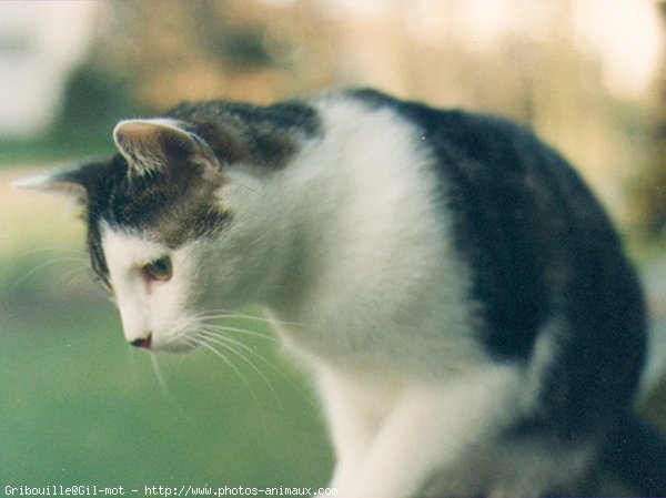 Photo de Chat domestique