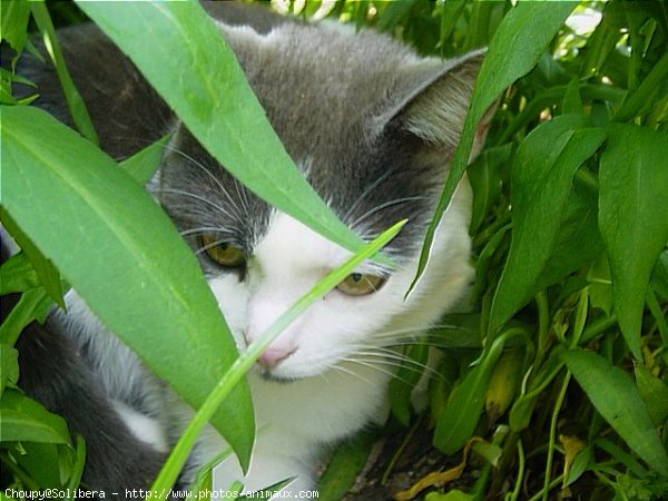 Photo de Chat domestique