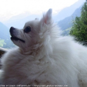 Photo de Spitz moyen