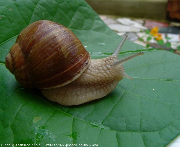 Photo d'Escargot