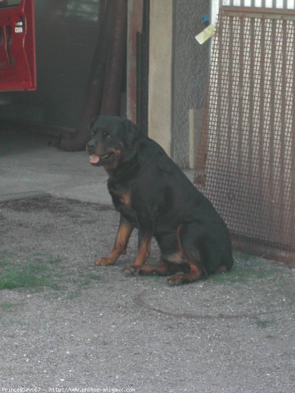 Photo de Rottweiler