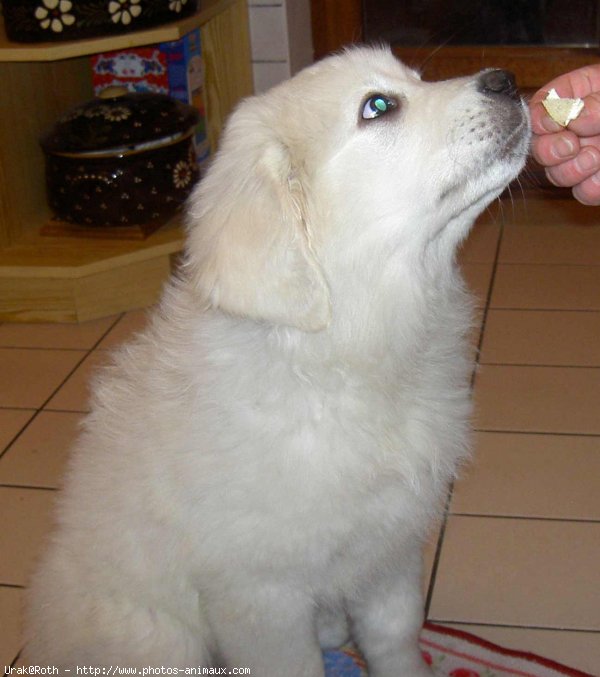 Photo de Chien de berger des tatras