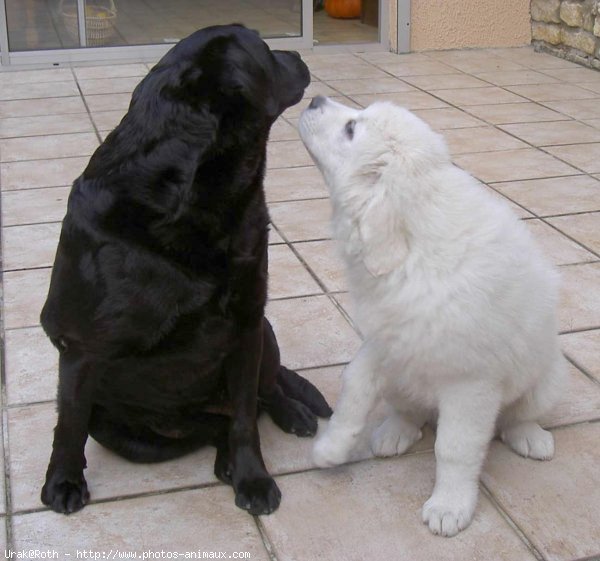 Photo de Chien de berger des tatras