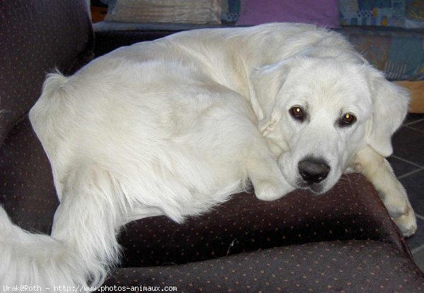 Photo de Chien de berger des tatras