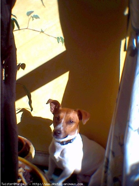 Photo de Jack russell terrier