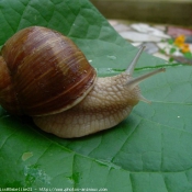 Photo d'Escargot