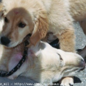 Photo de Golden retriever