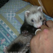 Photo de Furet