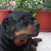 Photo de Rottweiler