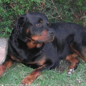 Photo de Rottweiler