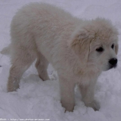 Photo de Chien de berger des tatras