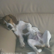 Photo de Beagle