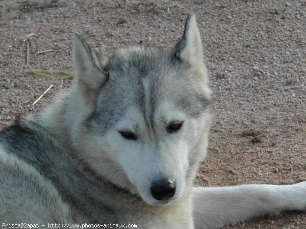 Photo de Husky siberien