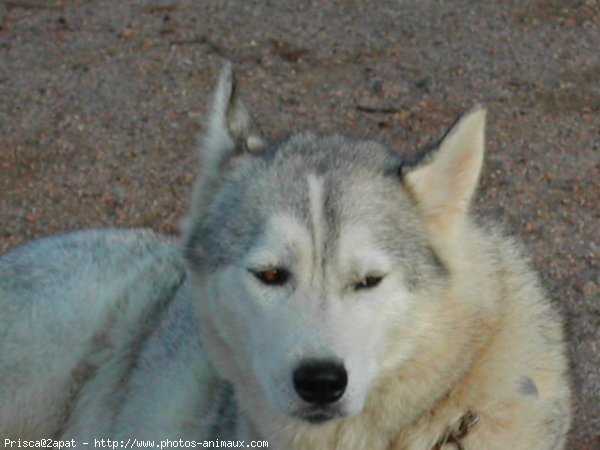 Photo de Husky siberien