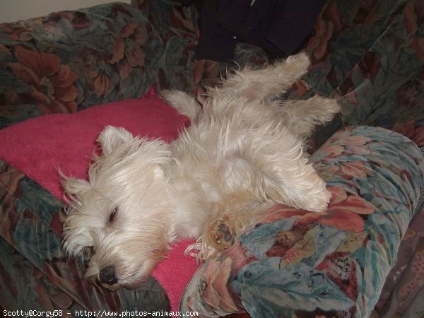 Photo de West highland white terrier