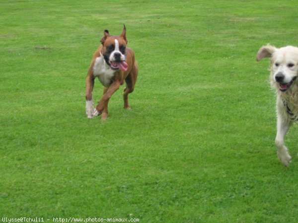 Photo de Boxer