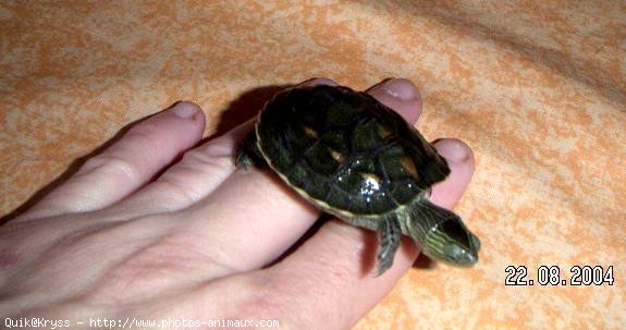 Photo de Tortue