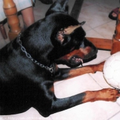 Photo de Dobermann