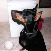 Photo de Dobermann