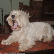 Photo de West highland white terrier