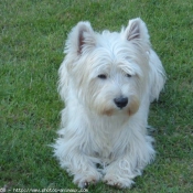 Photo de West highland white terrier