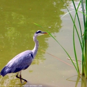 Photo de Grue