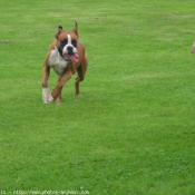 Photo de Boxer