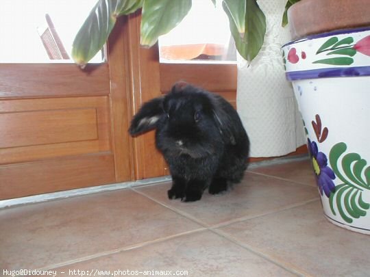 Photo de Lapin