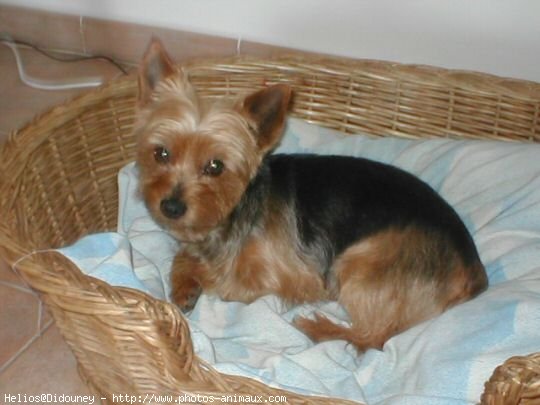 Photo de Yorkshire terrier