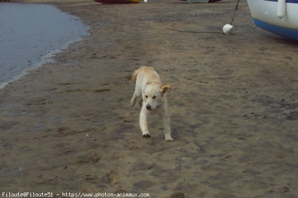 Photo de Golden retriever