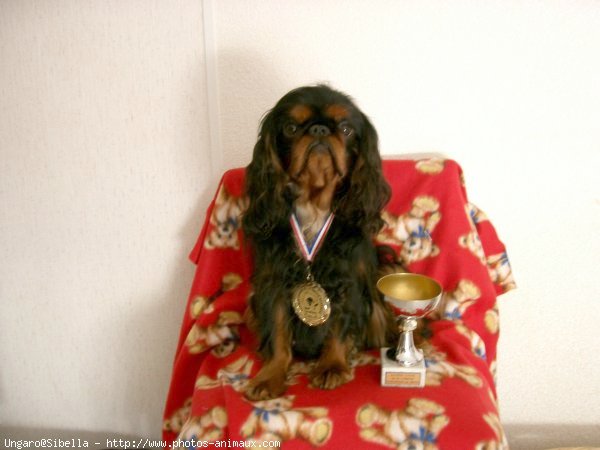 Photo de King charles spaniel