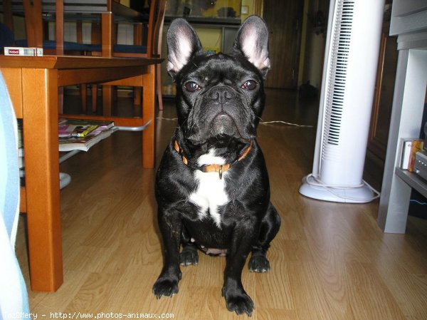 Photo de Bouledogue franais