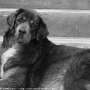 Photo de Dogue du tibet