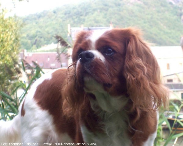 Photo de Cavalier king charles spaniel