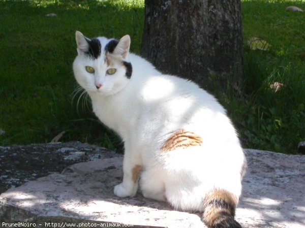 Photo de Chat domestique