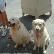 Photo de Golden retriever