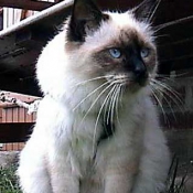 Photo de Sacr de birmanie