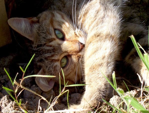 Photo de Chat domestique