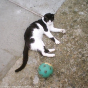 Photo de Chat domestique