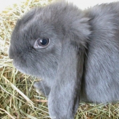 Photo de Lapin