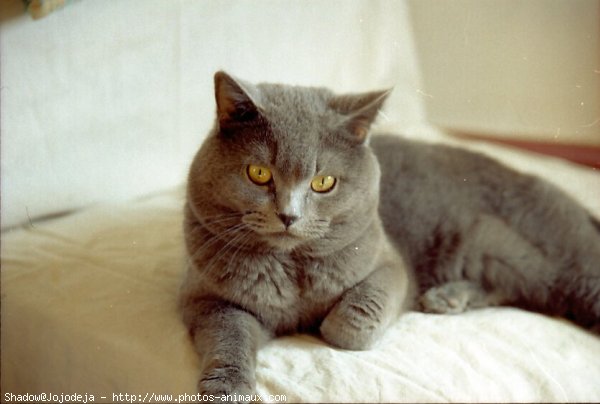 Photo de Chartreux