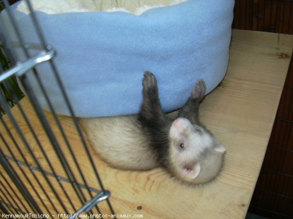 Photo de Furet